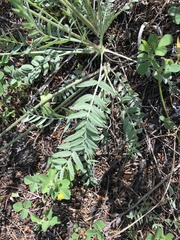 Oxytropis campestris