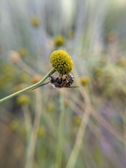 Svastra obliqua expurgata