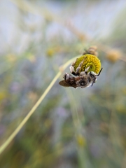 Svastra obliqua expurgata