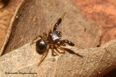 Harmochirus