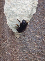 Megachile parietina