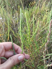 Salicornia