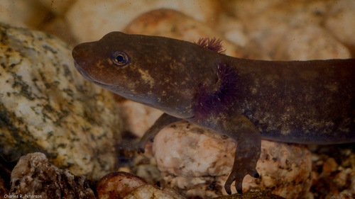 Idaho Giant Salamander