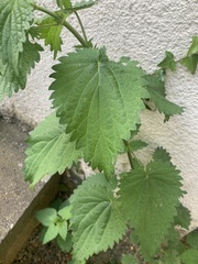 Urtica dioica