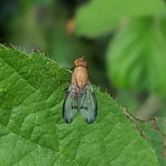 Minettia inusta