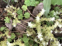 Sedum glaucophyllum