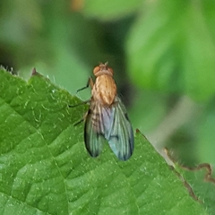 Minettia inusta