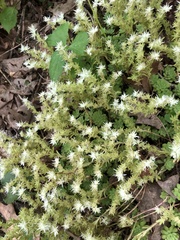 Sedum glaucophyllum
