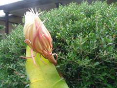 Hylocereeae