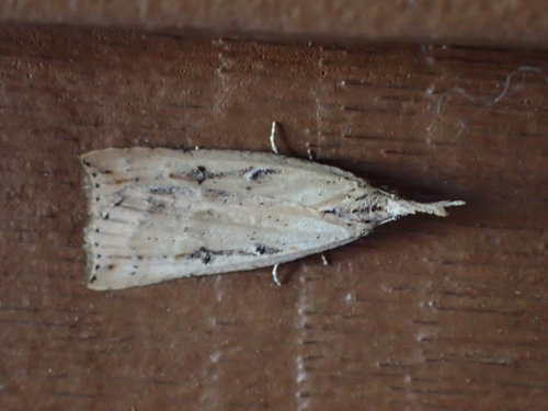 California Cloverworm Moth photo 2