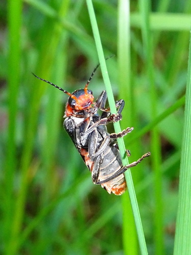 Paprastasis minkštavabalis nuotrauka