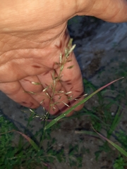 Eragrostis amabilis