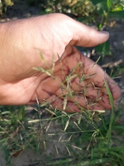 Eragrostis amabilis