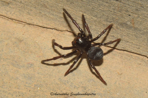 Genus Stiphropus · iNaturalist