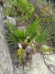 Chamaerops humilis