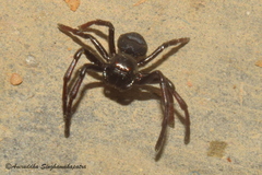 Stiphropus