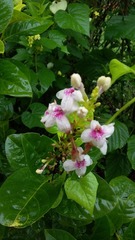 Pseuderanthemum maculatum