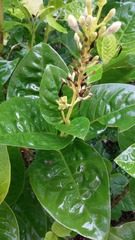 Pseuderanthemum maculatum