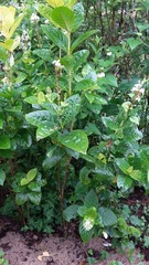 Pseuderanthemum maculatum