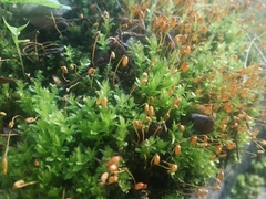 Plagiomnium cuspidatum