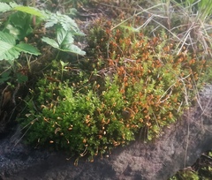 Plagiomnium cuspidatum