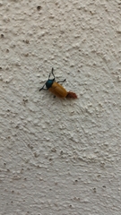 Labidostomis