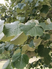 Tilia × europaea