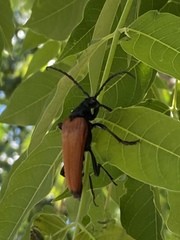 Stenelytrana gigas
