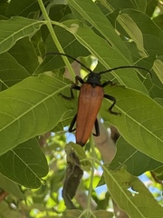 Stenelytrana gigas