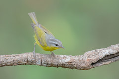 Myiothlypis griseiceps