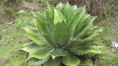 Agave cupreata