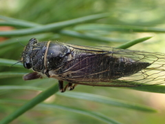 Platypedia areolata