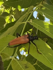 Stenelytrana gigas