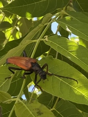 Stenelytrana gigas