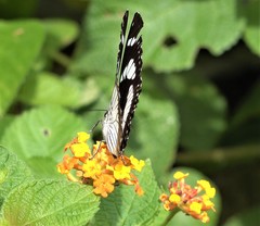 Pseudacraea lucretia comorana