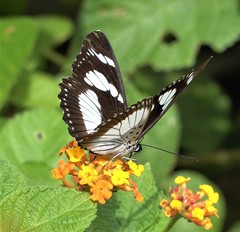 Pseudacraea lucretia comorana