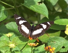 Pseudacraea lucretia comorana