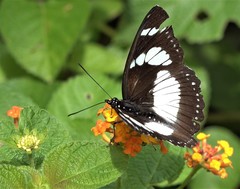 Pseudacraea lucretia comorana