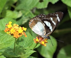 Pseudacraea lucretia comorana