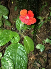 Episcia