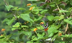 Pseudacraea lucretia comorana