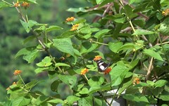 Pseudacraea lucretia comorana