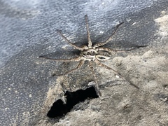 Lycosidae