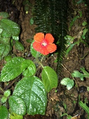 Episcia