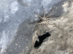 Lycosidae