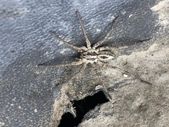 Lycosidae
