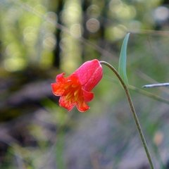 Fritillaria recurva