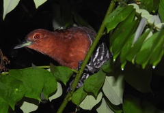 Rallina eurizonoides