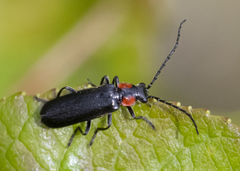 Cantharis tuberculata