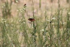 Danaus gilippus